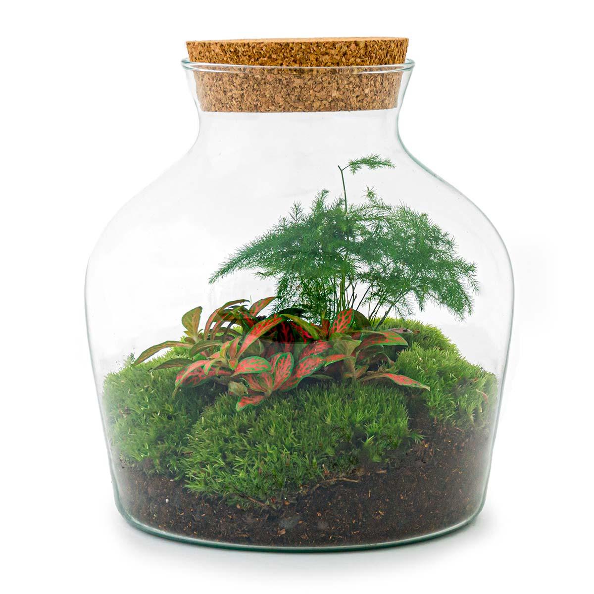 DIY terrarium en pot. Plante verte type DIY terrarium, livrée en pot, idéale pour intérieur lumineux.