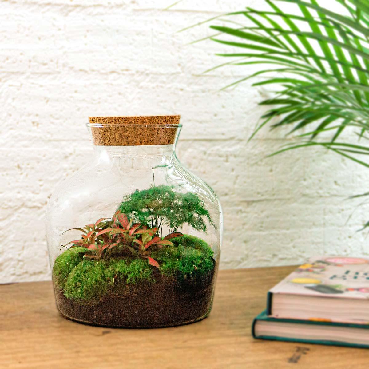 DIY terrarium en pot. Plante verte type DIY terrarium, livrée en pot, idéale pour intérieur lumineux. – Image 2