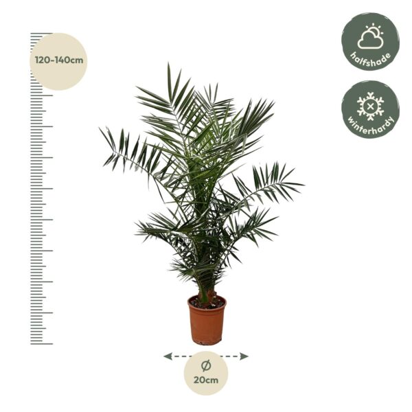 Phoenix Canariensis en pot Ø15cm. Plante verte type Phoenix Canariensis, livrée en pot, idéale pour intérieur lumineux. – Image 2