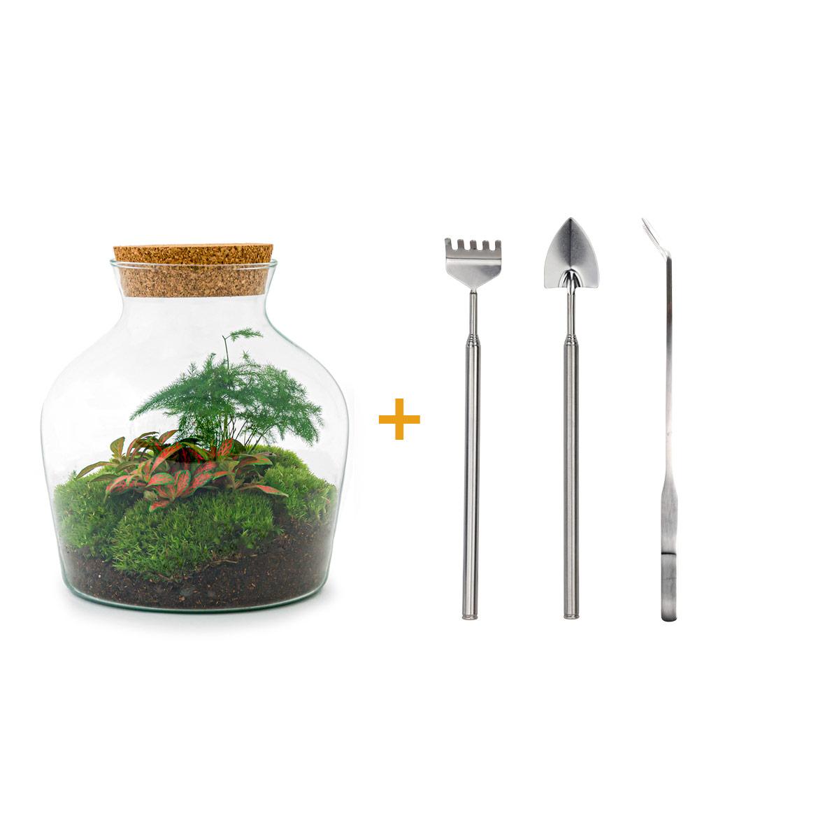 DIY terrarium en pot. Plante verte type DIY terrarium, livrée en pot, idéale pour intérieur lumineux.