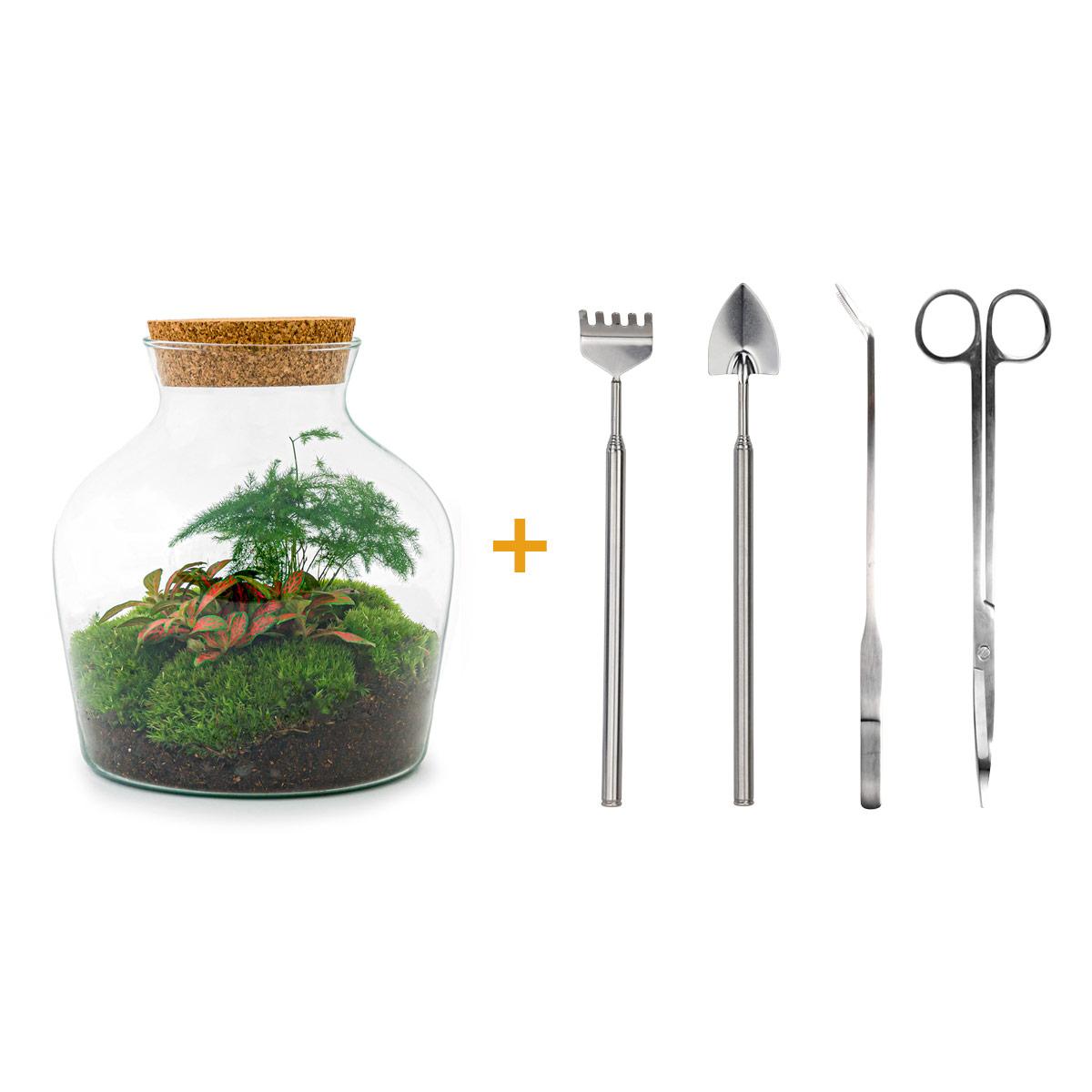 DIY terrarium en pot. Plante verte type DIY terrarium, livrée en pot, idéale pour intérieur lumineux.