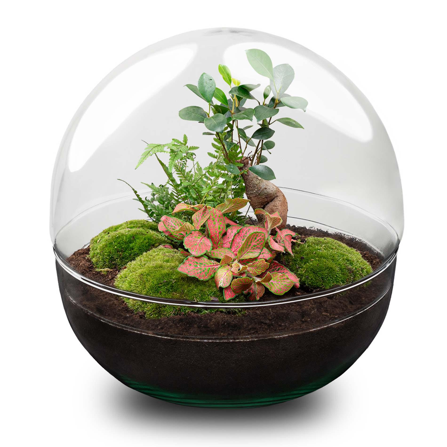 DIY terrarium en pot. Plante verte type DIY terrarium, livrée en pot, idéale pour intérieur lumineux.