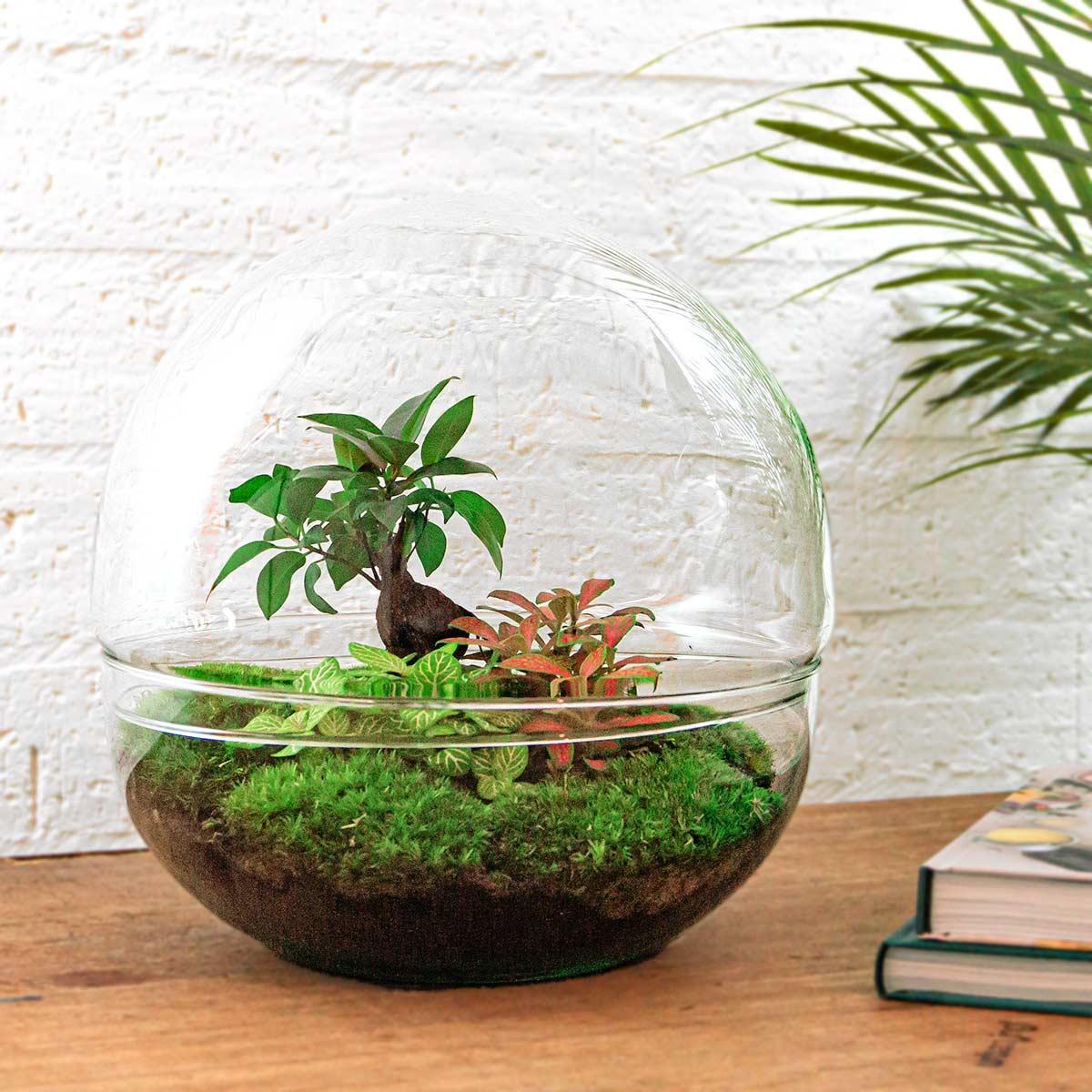 DIY terrarium en pot. Plante verte type DIY terrarium, livrée en pot, idéale pour intérieur lumineux. – Image 2