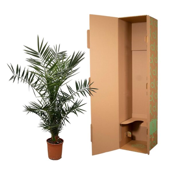 Phoenix Canariensis en pot Ø15cm. Plante verte type Phoenix Canariensis, livrée en pot, idéale pour intérieur lumineux. – Image 3