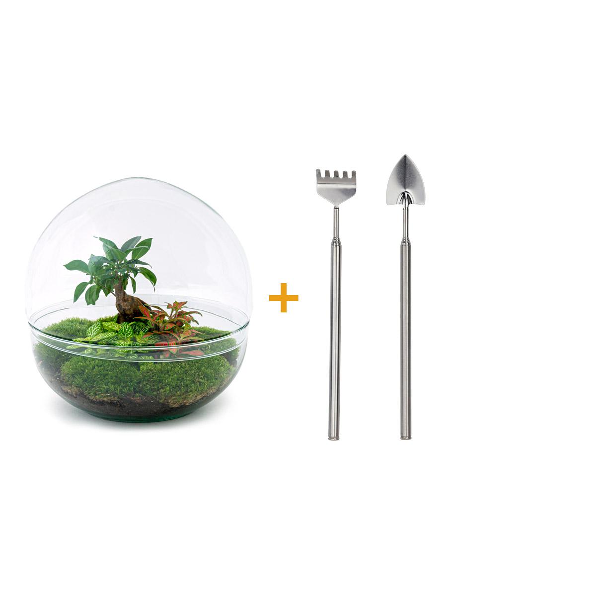 DIY terrarium en pot. Plante verte type DIY terrarium, livrée en pot, idéale pour intérieur lumineux.