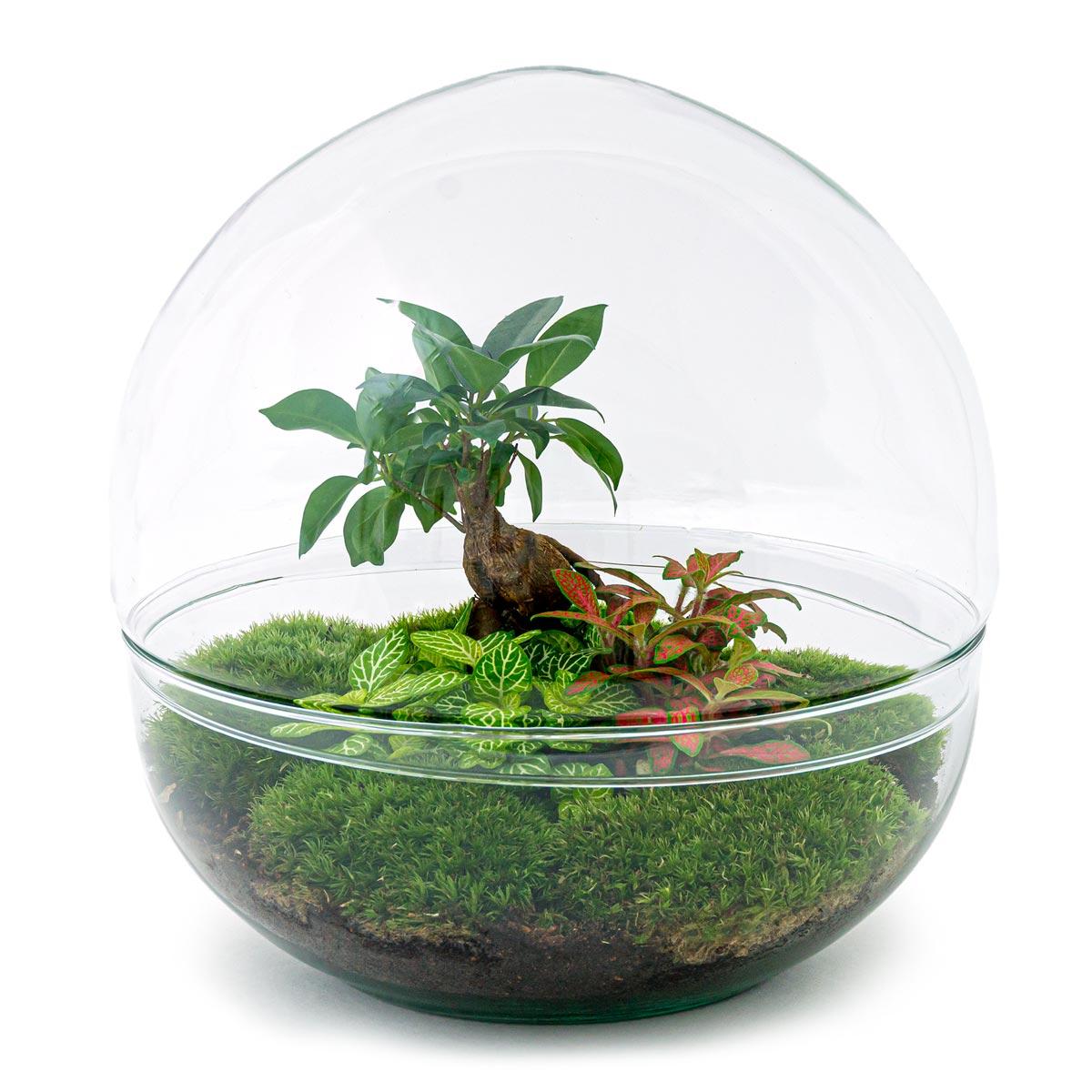 DIY terrarium en pot. Plante verte type DIY terrarium, livrée en pot, idéale pour intérieur lumineux. – Image 3