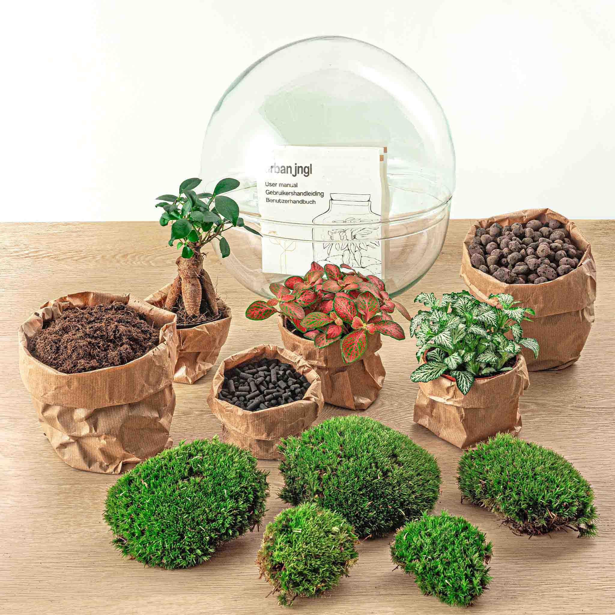 DIY terrarium en pot. Plante verte type DIY terrarium, livrée en pot, idéale pour intérieur lumineux. – Image 4