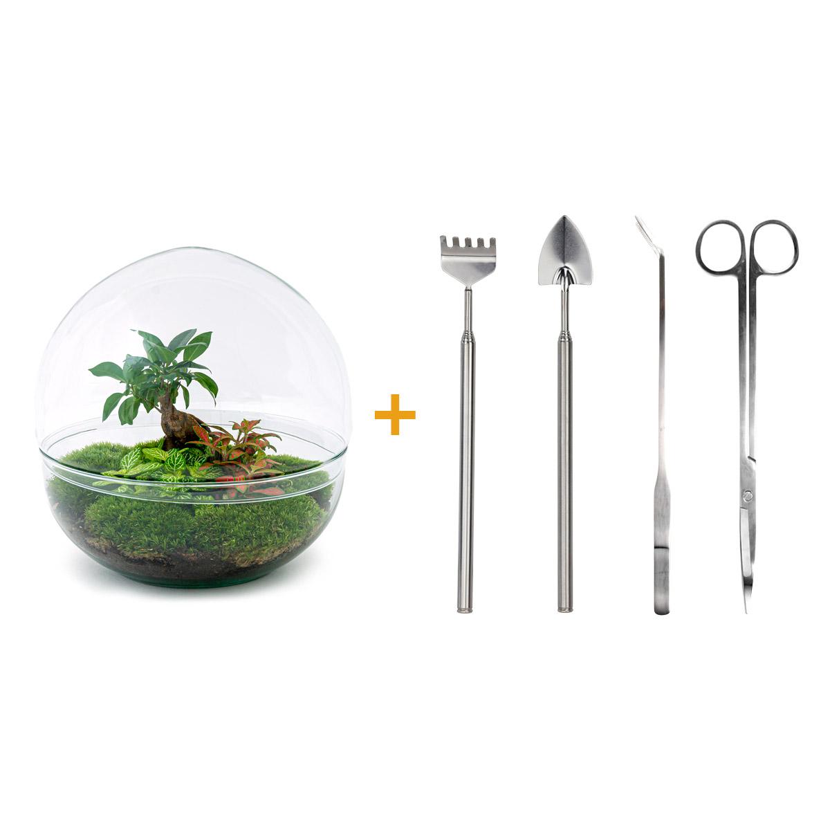 DIY terrarium en pot. Plante verte type DIY terrarium, livrée en pot, idéale pour intérieur lumineux. – Image 2