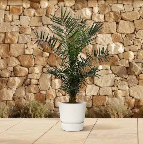 Phoenix Canariensis en pot Ø15cm. Plante verte type Phoenix Canariensis, livrée en pot, idéale pour intérieur lumineux. – Image 4