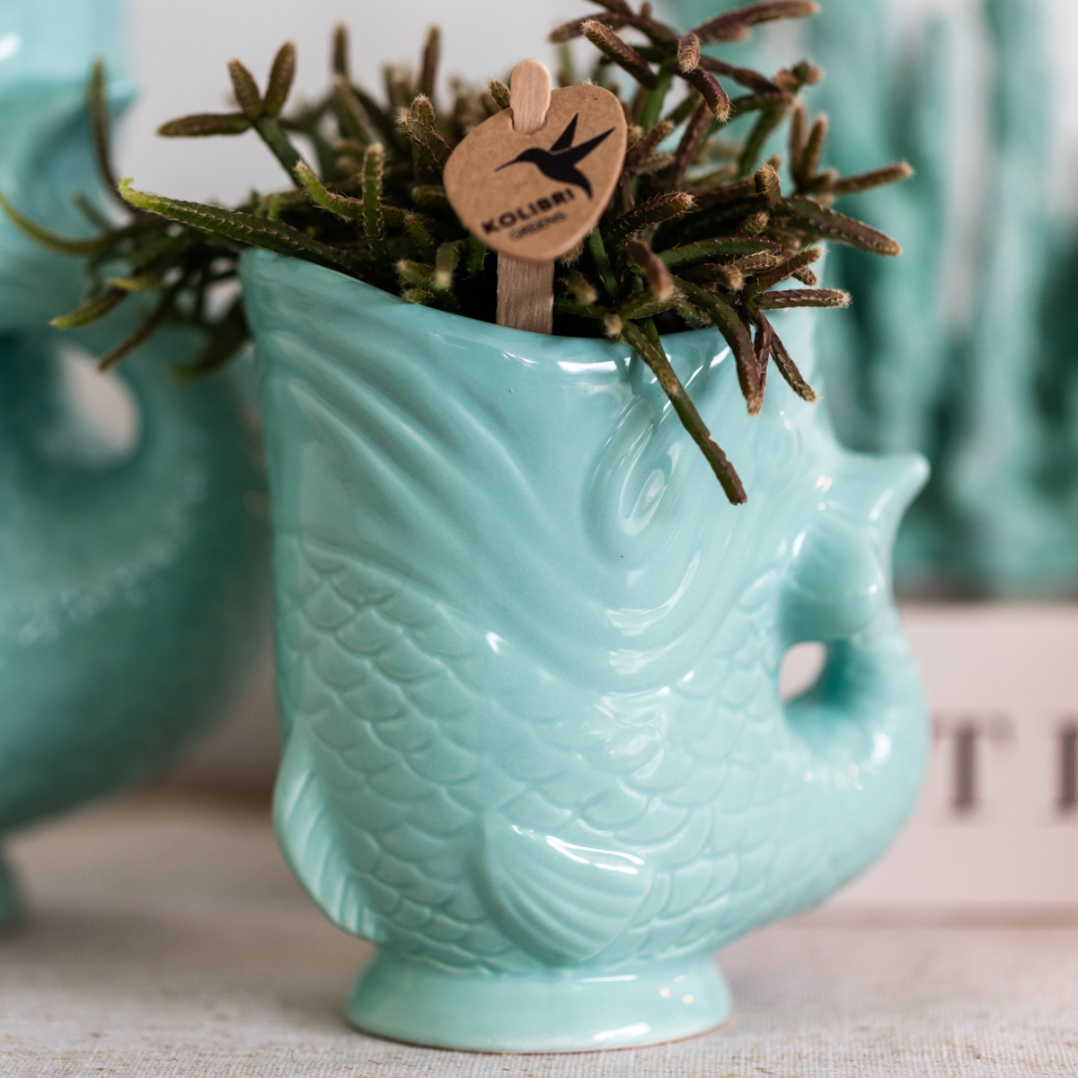 Kolibri Home | Fish en pot Ø6cm. Plante verte type Kolibri Home | Fish, livrée en pot, idéale pour intérieur lumineux. – Image 2