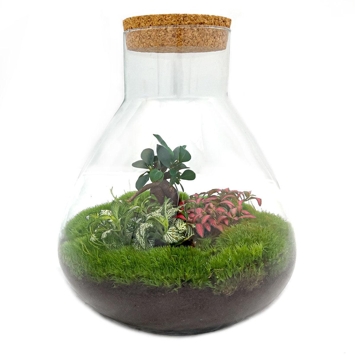 DIY terrarium en pot. Plante verte type DIY terrarium, livrée en pot, idéale pour intérieur lumineux.