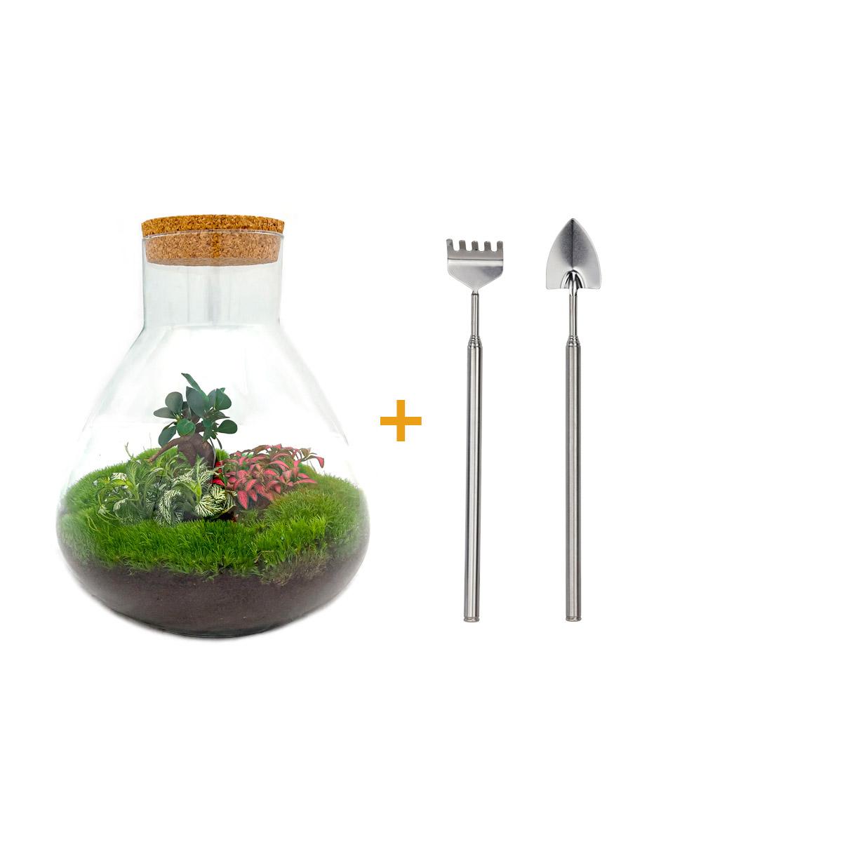 DIY terrarium en pot. Plante verte type DIY terrarium, livrée en pot, idéale pour intérieur lumineux.