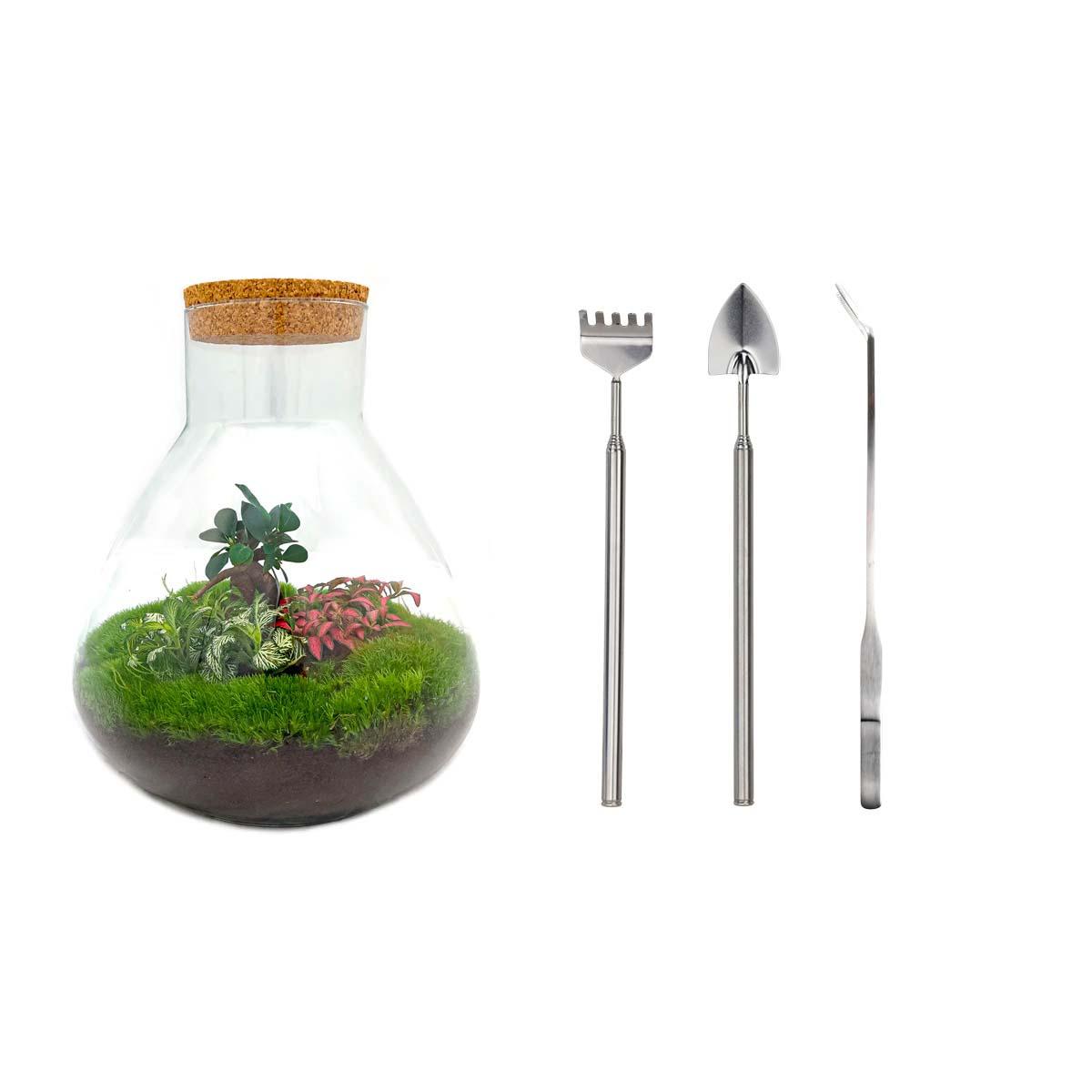 DIY terrarium en pot. Plante verte type DIY terrarium, livrée en pot, idéale pour intérieur lumineux.