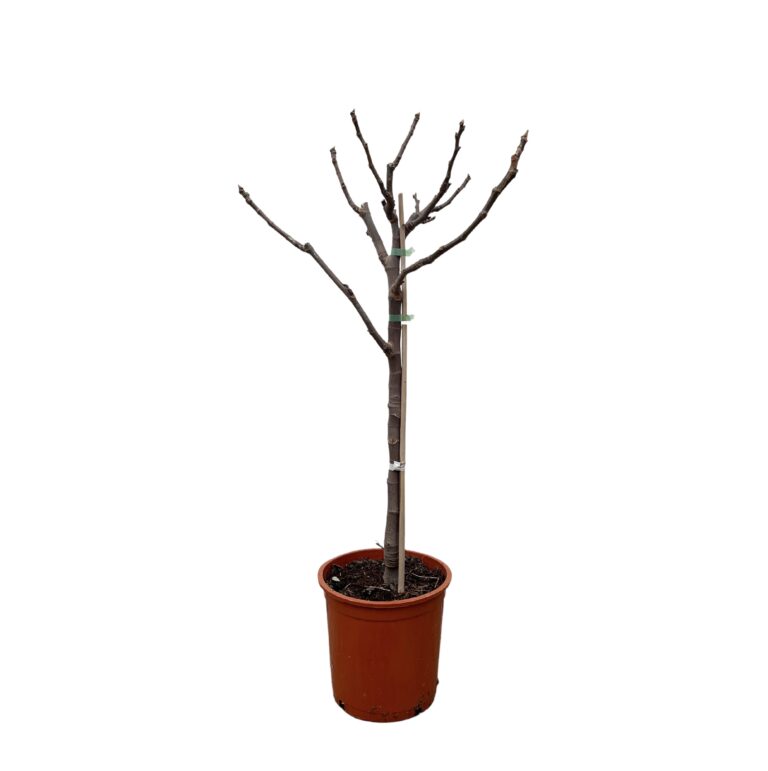 Ficus Carica op stam en pot Ø20cm. Plante verte type Ficus Carica op stam, livrée en pot, idéale pour intérieur lumineux.
