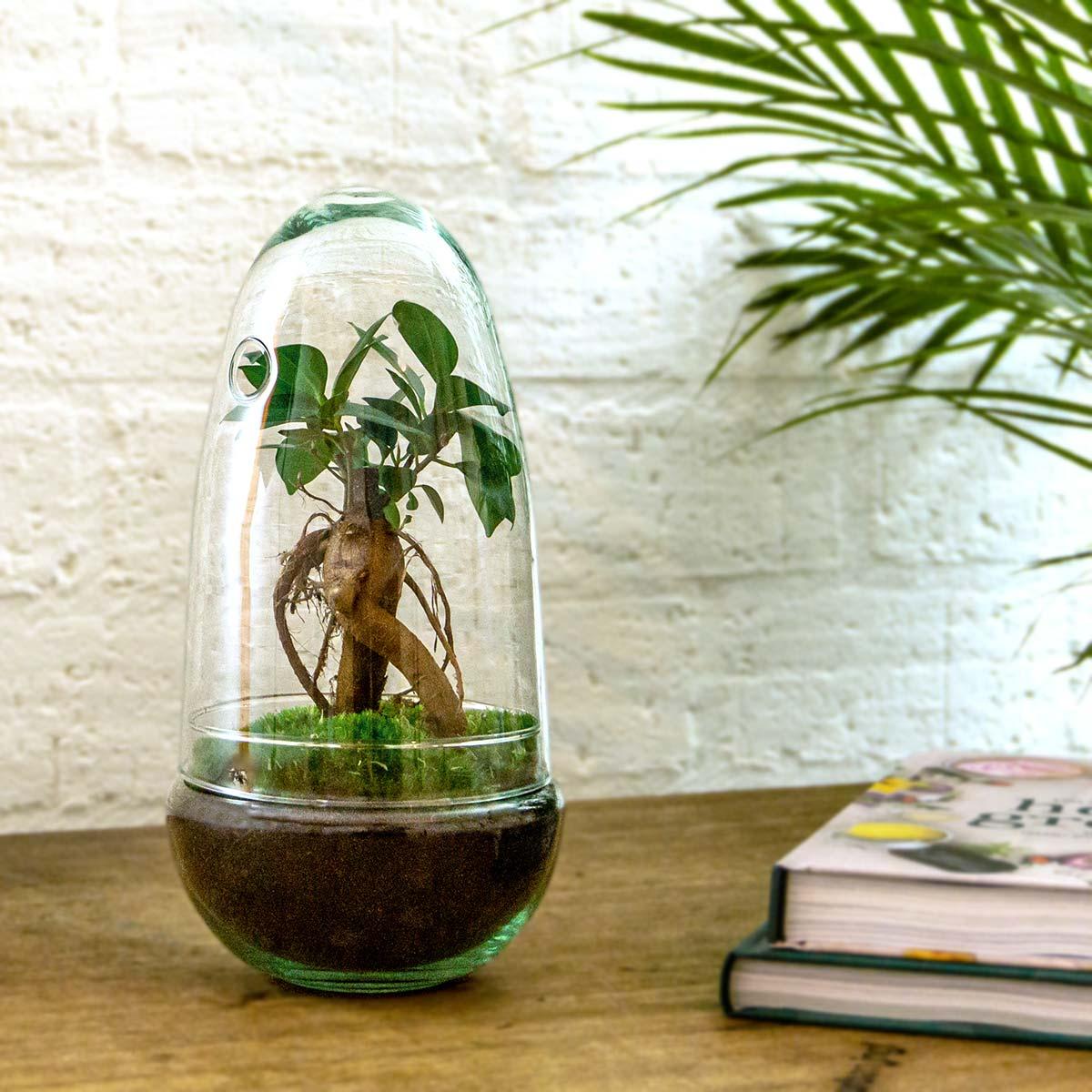 DIY terrarium en pot. Plante verte type DIY terrarium, livrée en pot, idéale pour intérieur lumineux. – Image 2