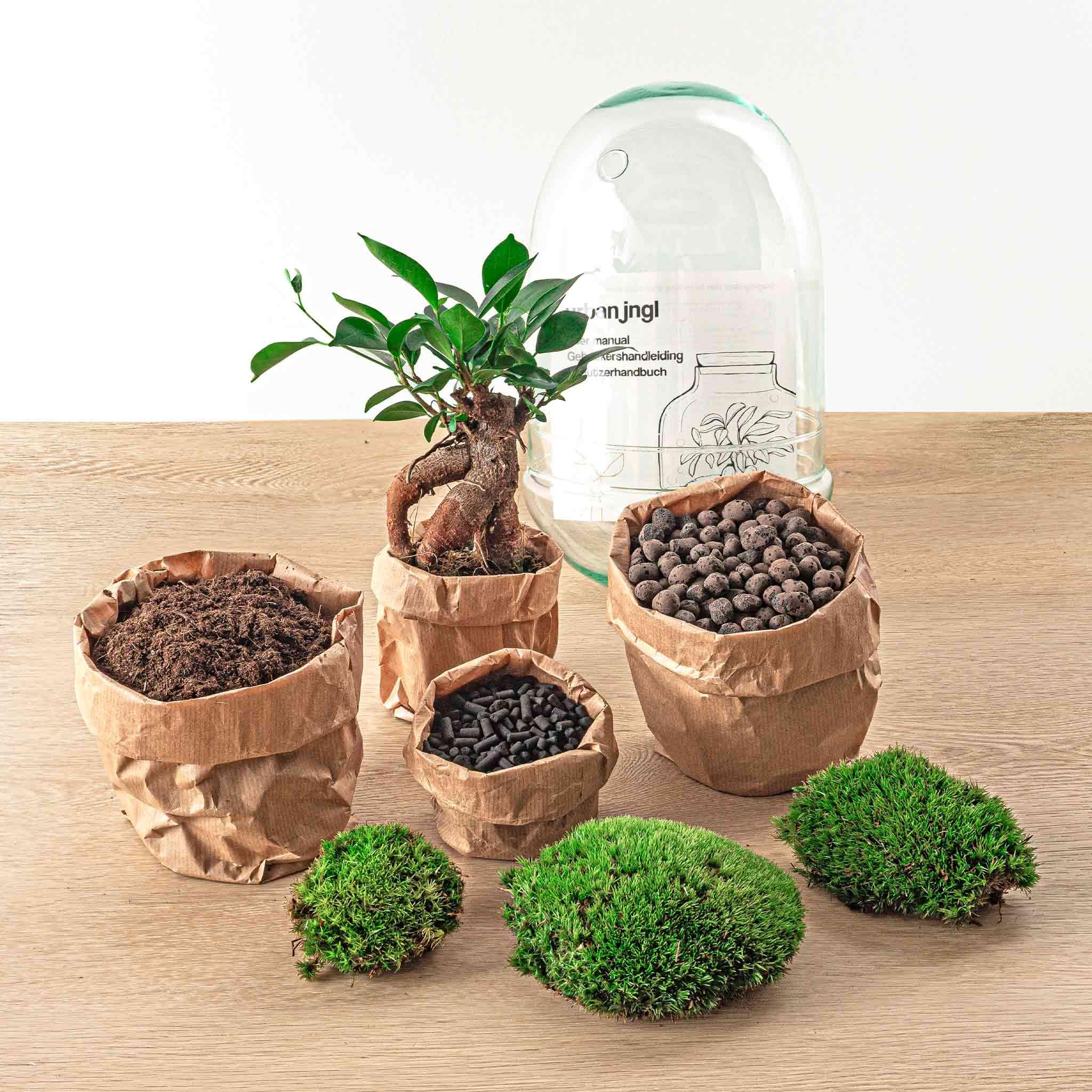 DIY terrarium en pot. Plante verte type DIY terrarium, livrée en pot, idéale pour intérieur lumineux. – Image 3