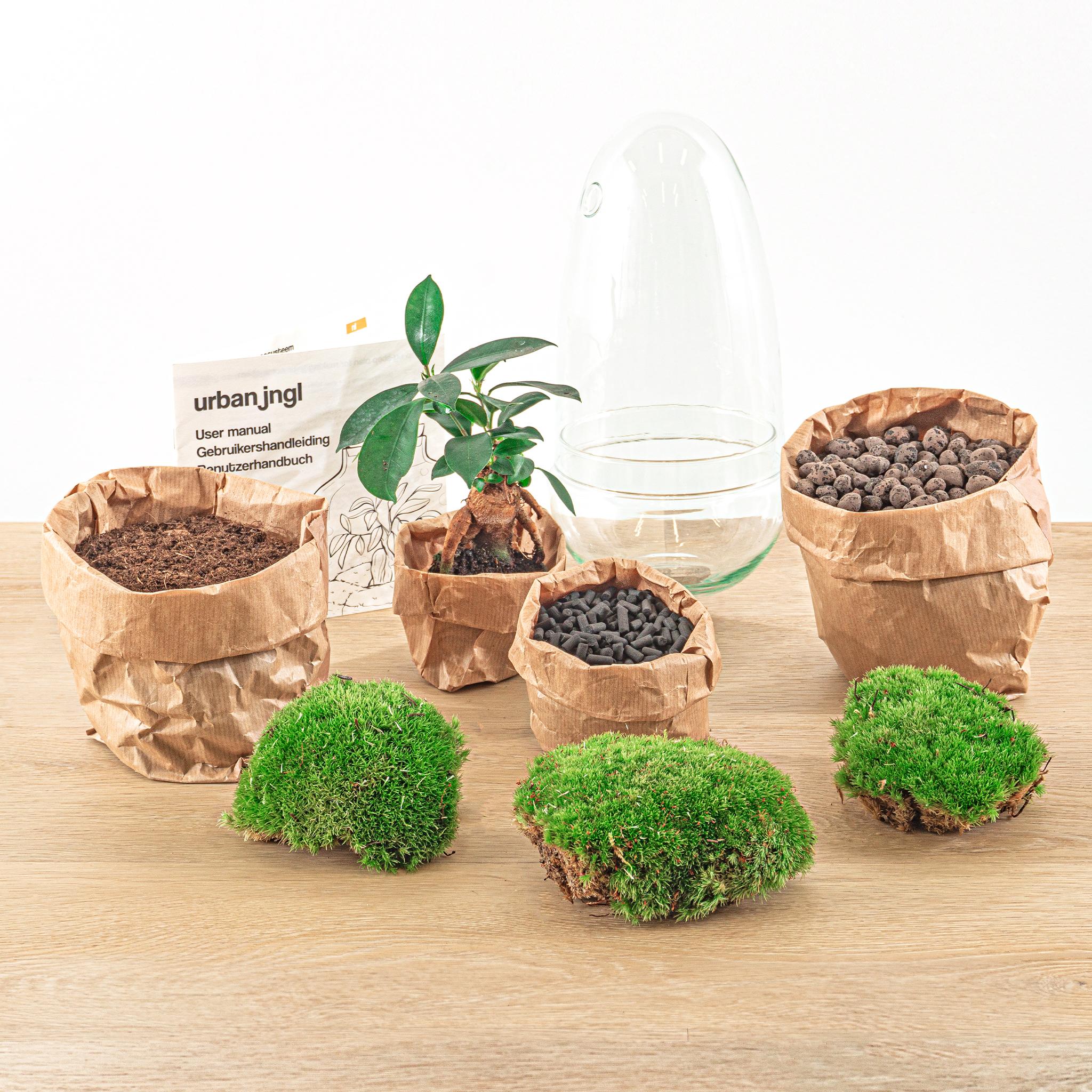 DIY terrarium en pot. Plante verte type DIY terrarium, livrée en pot, idéale pour intérieur lumineux. – Image 4