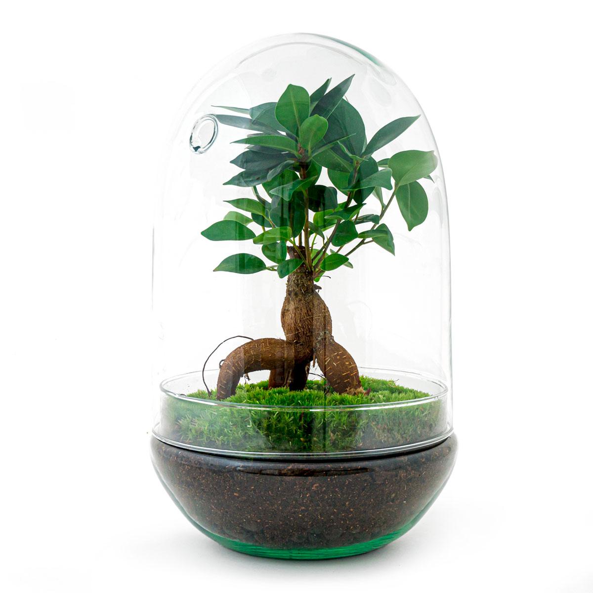 DIY terrarium en pot. Plante verte type DIY terrarium, livrée en pot, idéale pour intérieur lumineux.