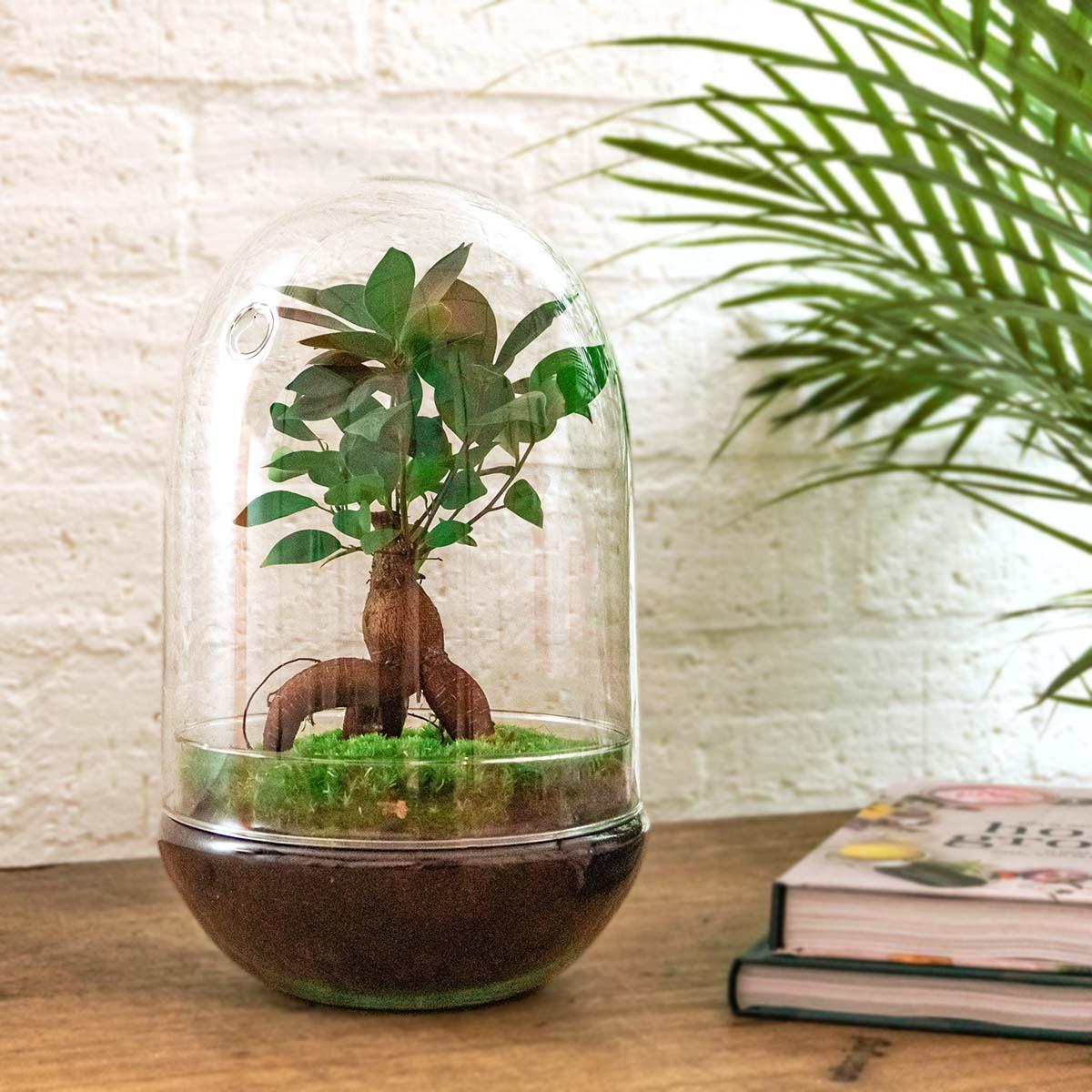 DIY terrarium en pot. Plante verte type DIY terrarium, livrée en pot, idéale pour intérieur lumineux. – Image 2