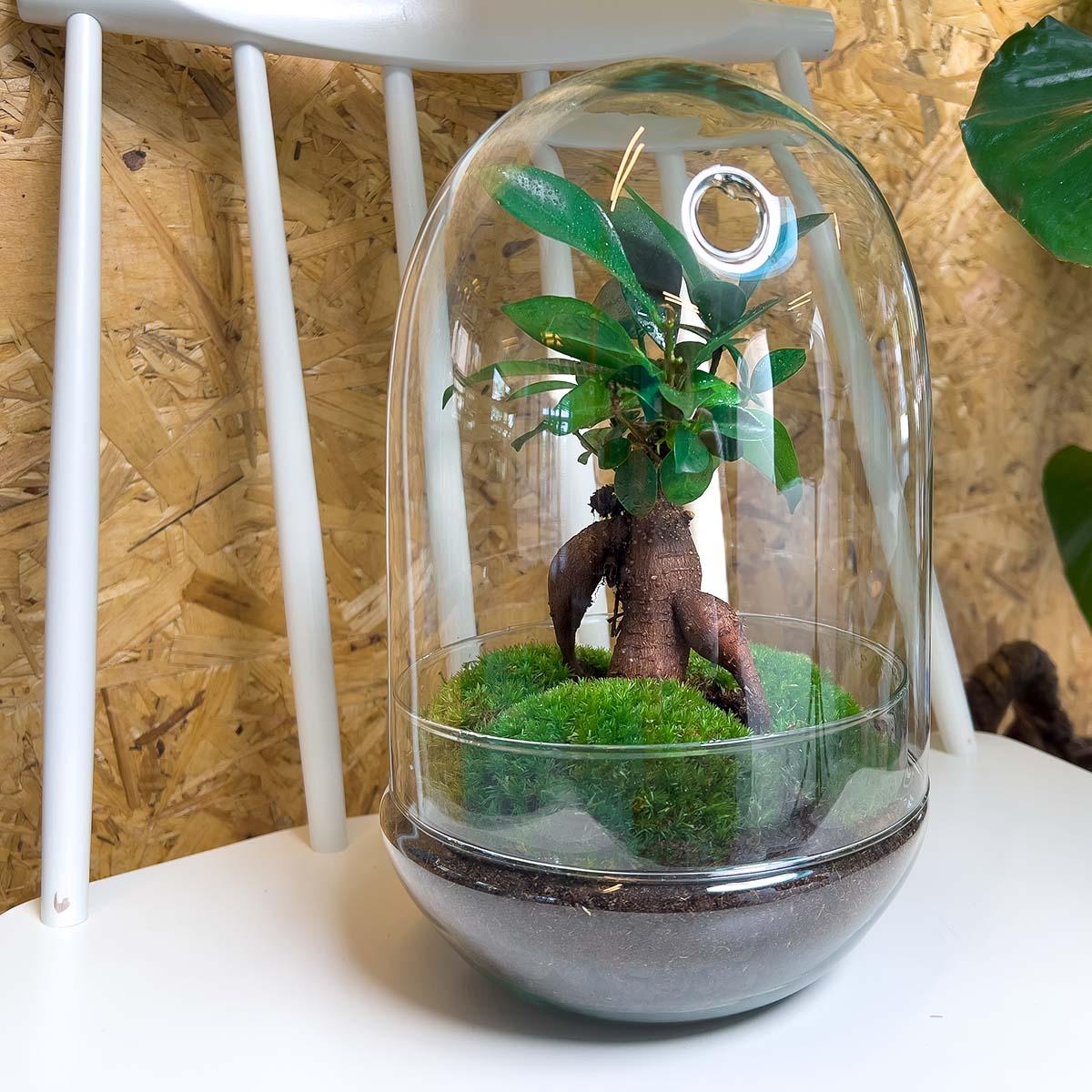 DIY terrarium en pot. Plante verte type DIY terrarium, livrée en pot, idéale pour intérieur lumineux. – Image 3