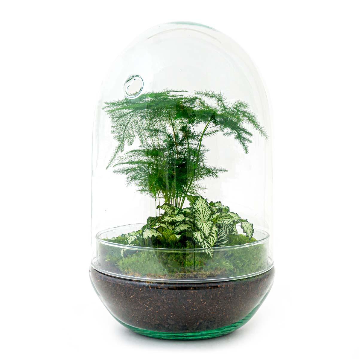 DIY terrarium en pot. Plante verte type DIY terrarium, livrée en pot, idéale pour intérieur lumineux.