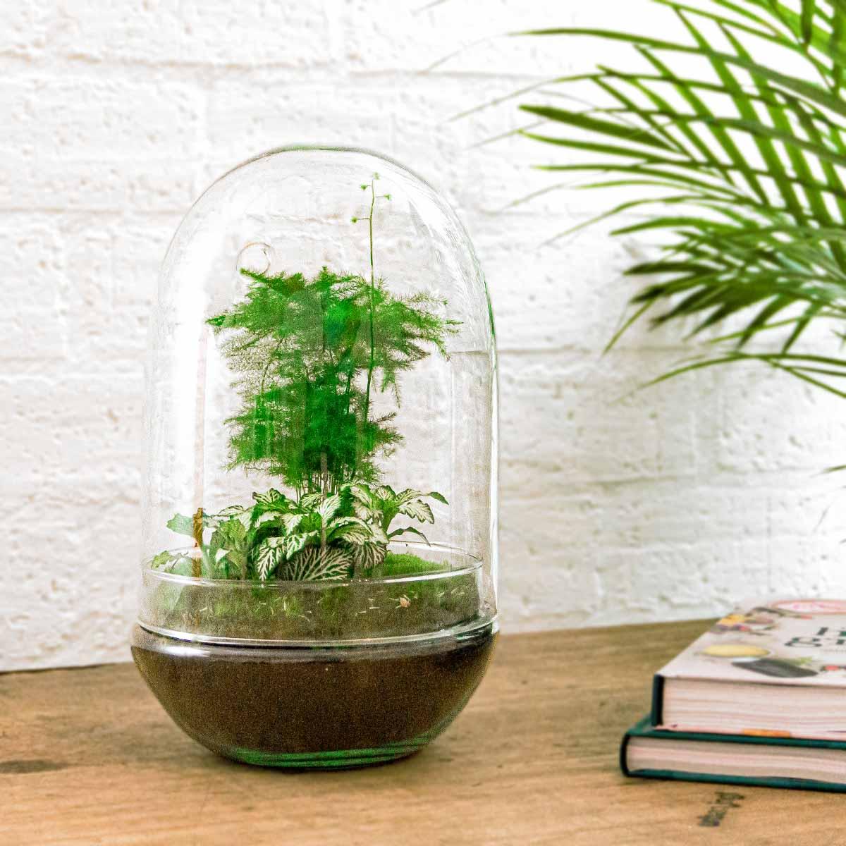 DIY terrarium en pot. Plante verte type DIY terrarium, livrée en pot, idéale pour intérieur lumineux. – Image 2