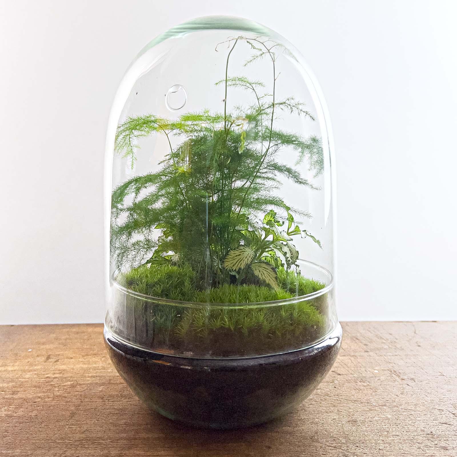 DIY terrarium en pot. Plante verte type DIY terrarium, livrée en pot, idéale pour intérieur lumineux. – Image 3