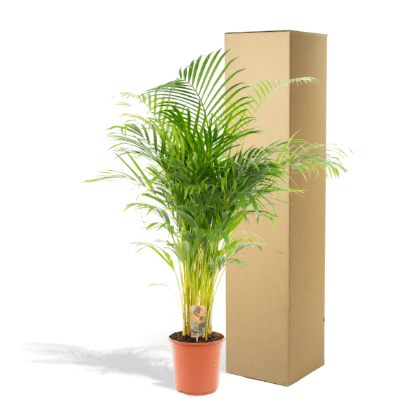 Areca palm en pot Ø21cm  Hauteur 130cm. Plante verte type Areca palm, livrée en pot, idéale pour intérieur lumineux. – Image 5