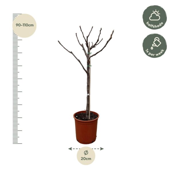 Ficus Carica op stam en pot Ø20cm. Plante verte type Ficus Carica op stam, livrée en pot, idéale pour intérieur lumineux. – Image 2
