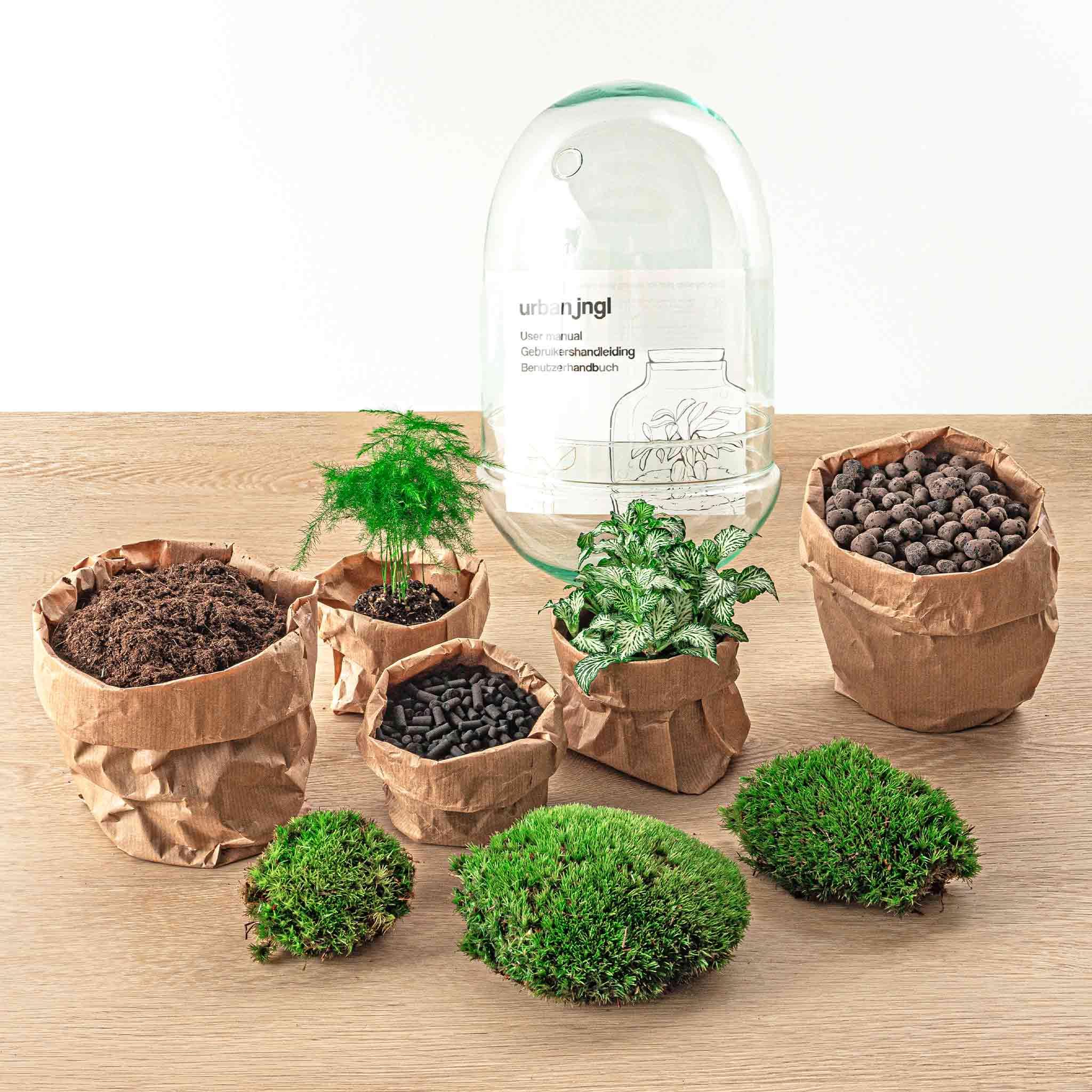 DIY terrarium en pot. Plante verte type DIY terrarium, livrée en pot, idéale pour intérieur lumineux. – Image 4