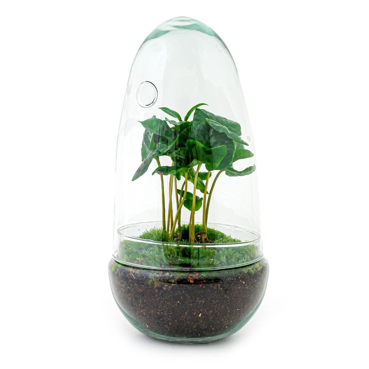 DIY terrarium en pot. Plante verte type DIY terrarium, livrée en pot, idéale pour intérieur lumineux.