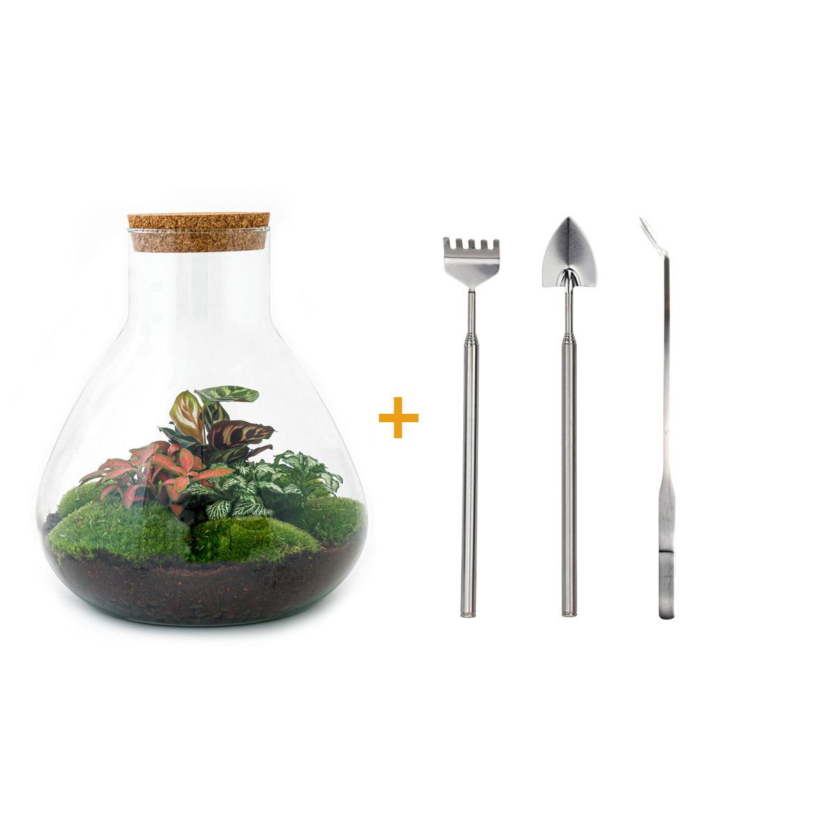 DIY terrarium en pot. Plante verte type DIY terrarium, livrée en pot, idéale pour intérieur lumineux.
