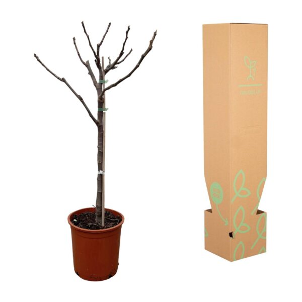 Ficus Carica op stam en pot Ø20cm. Plante verte type Ficus Carica op stam, livrée en pot, idéale pour intérieur lumineux. – Image 3