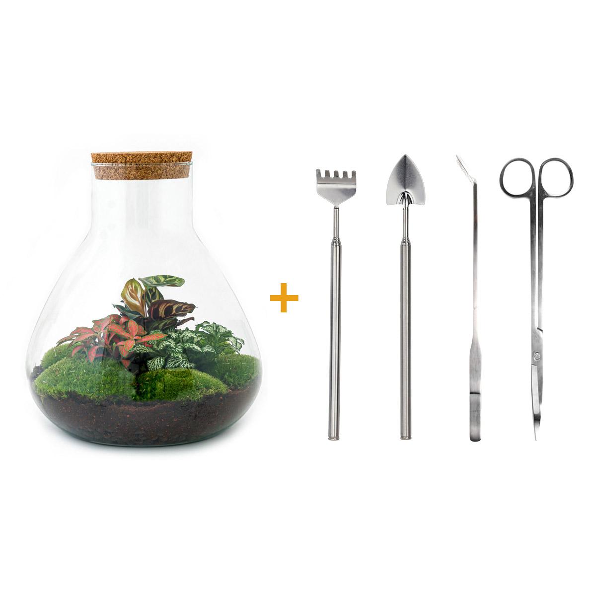 DIY terrarium en pot. Plante verte type DIY terrarium, livrée en pot, idéale pour intérieur lumineux.