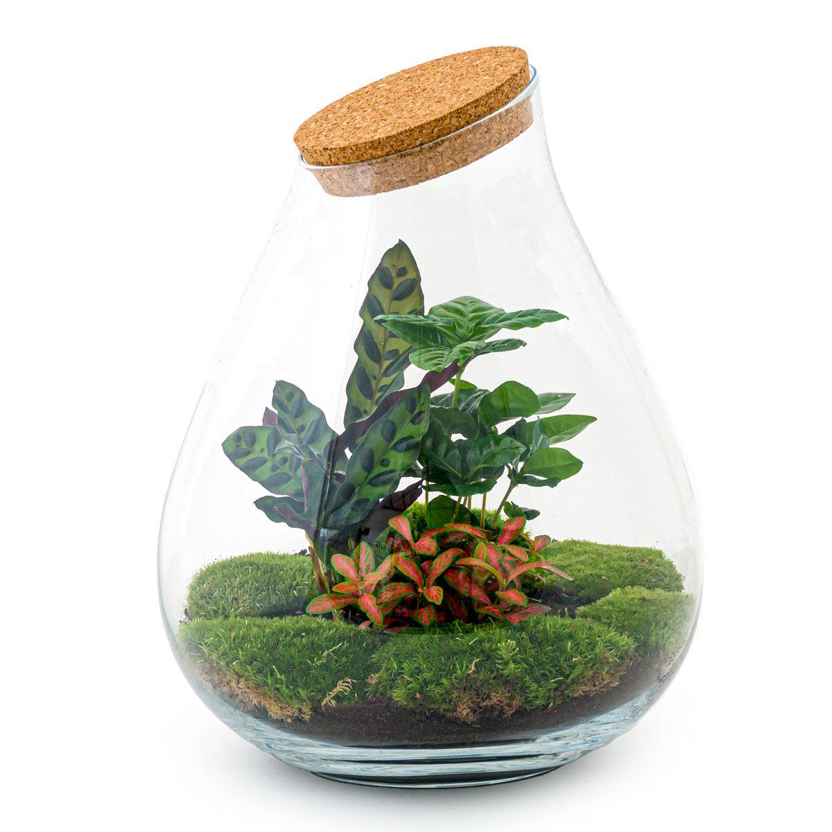 DIY terrarium en pot. Plante verte type DIY terrarium, livrée en pot, idéale pour intérieur lumineux.