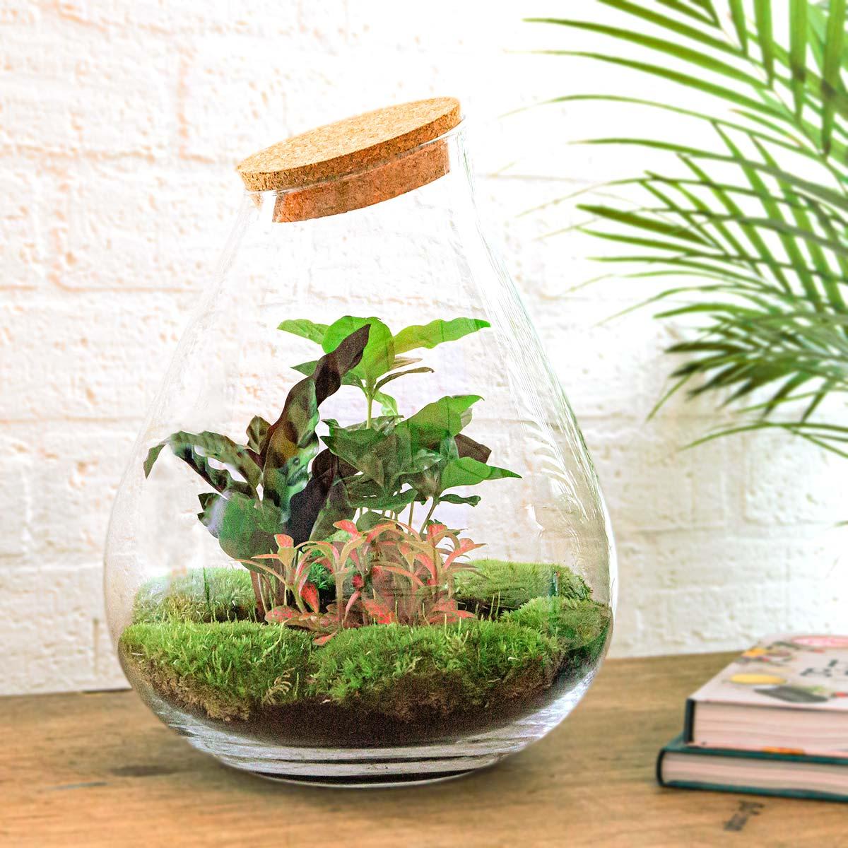DIY terrarium en pot. Plante verte type DIY terrarium, livrée en pot, idéale pour intérieur lumineux. – Image 2