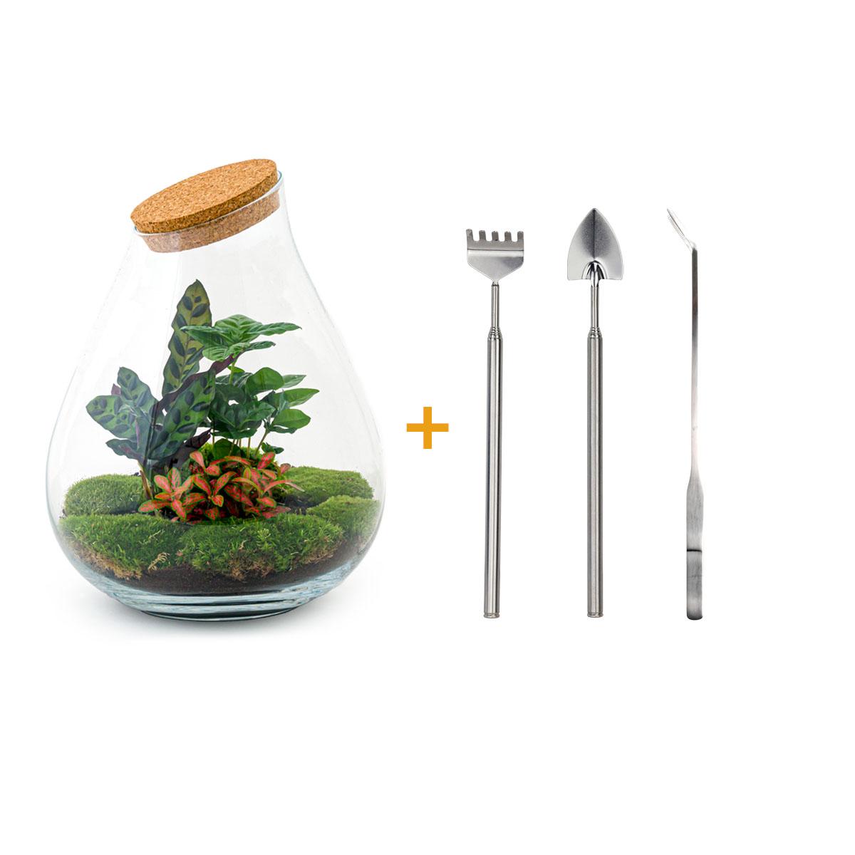 DIY terrarium en pot. Plante verte type DIY terrarium, livrée en pot, idéale pour intérieur lumineux.