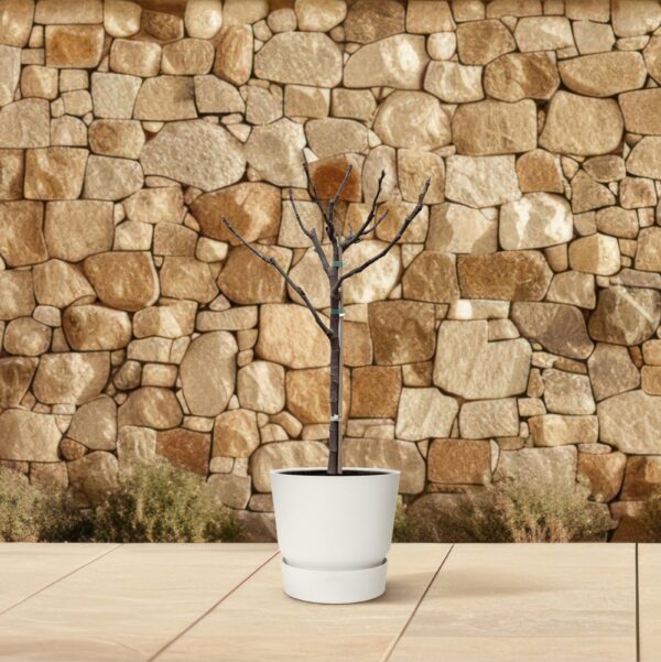Ficus Carica op stam en pot Ø20cm. Plante verte type Ficus Carica op stam, livrée en pot, idéale pour intérieur lumineux. – Image 4