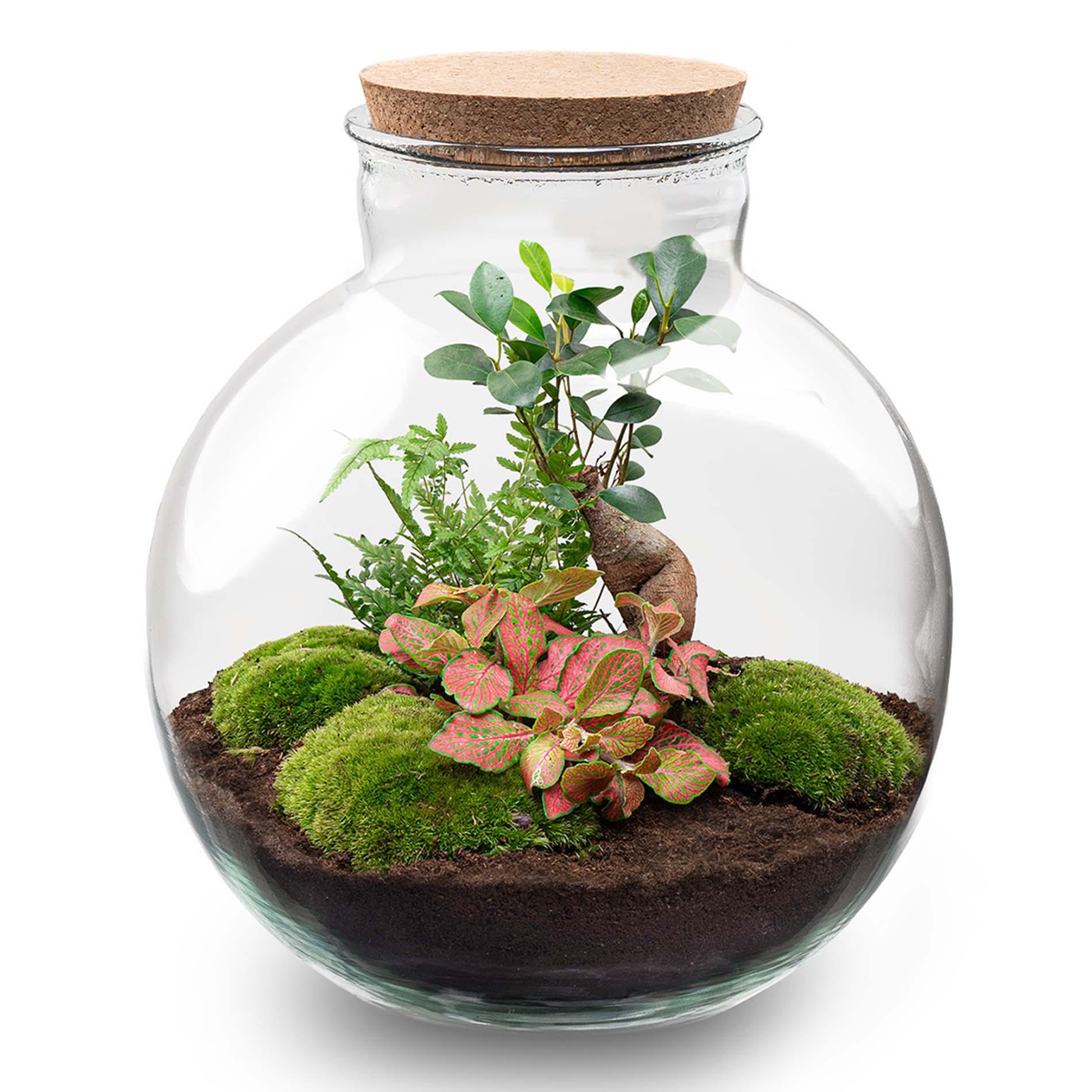 DIY terrarium en pot. Plante verte type DIY terrarium, livrée en pot, idéale pour intérieur lumineux.