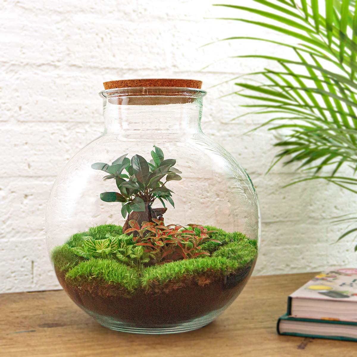 DIY terrarium en pot. Plante verte type DIY terrarium, livrée en pot, idéale pour intérieur lumineux. – Image 2