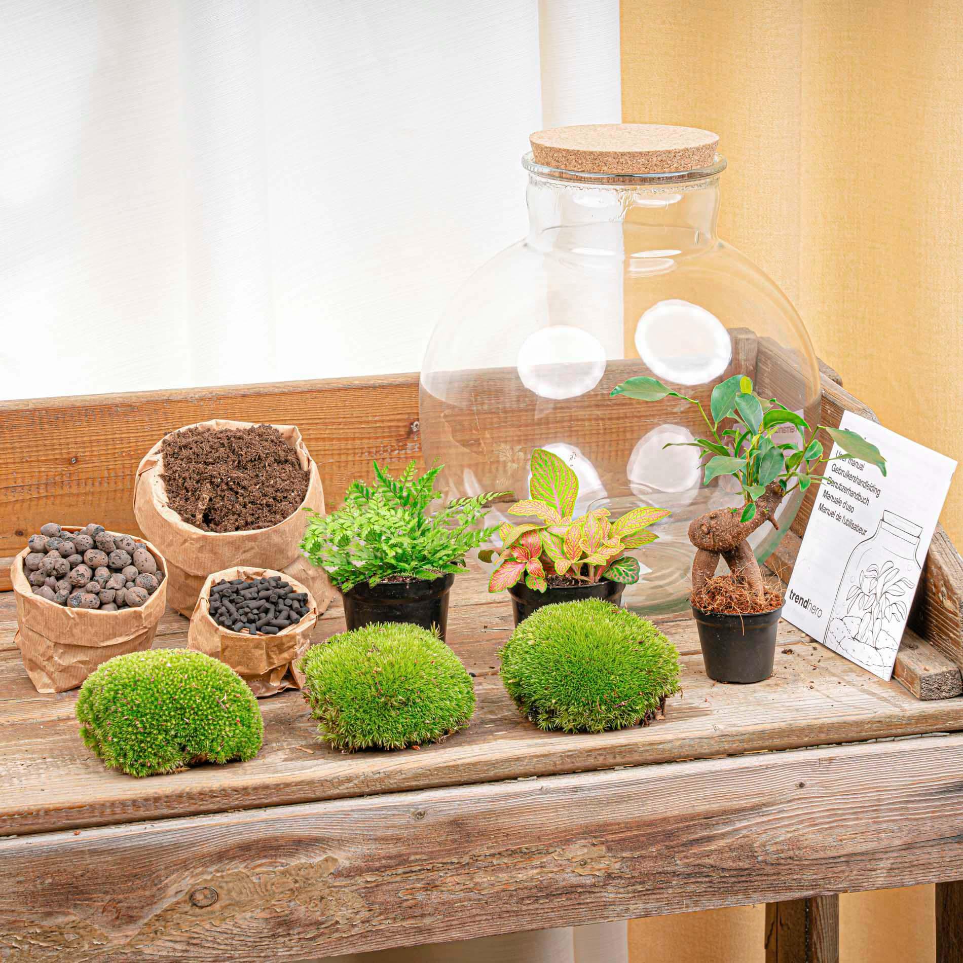 DIY terrarium en pot. Plante verte type DIY terrarium, livrée en pot, idéale pour intérieur lumineux. – Image 3