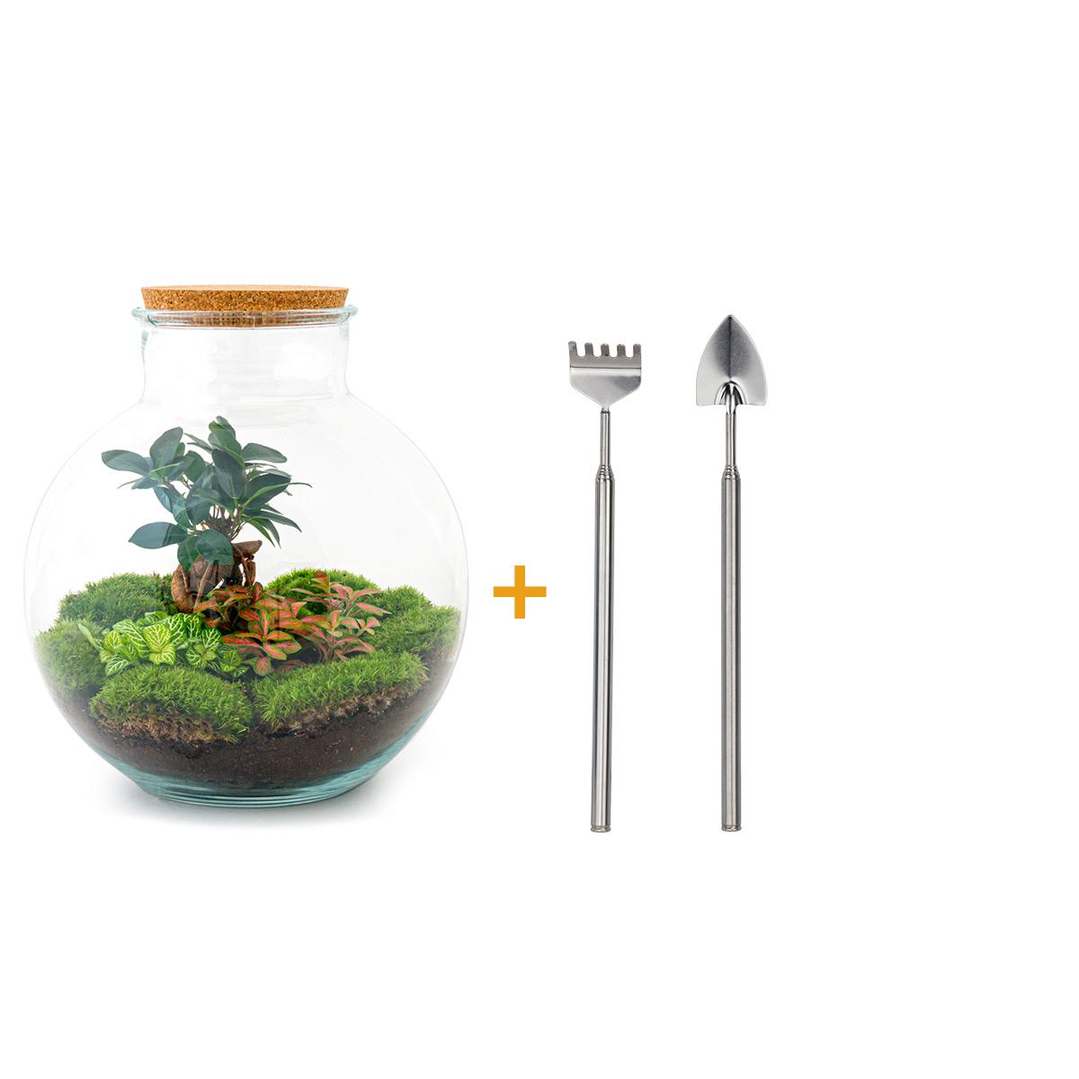 DIY terrarium en pot. Plante verte type DIY terrarium, livrée en pot, idéale pour intérieur lumineux.