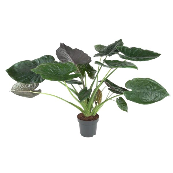 Alocasia Wentii en pot Ø32cm. Plante verte type Alocasia Wentii, livrée en pot, idéale pour intérieur lumineux.