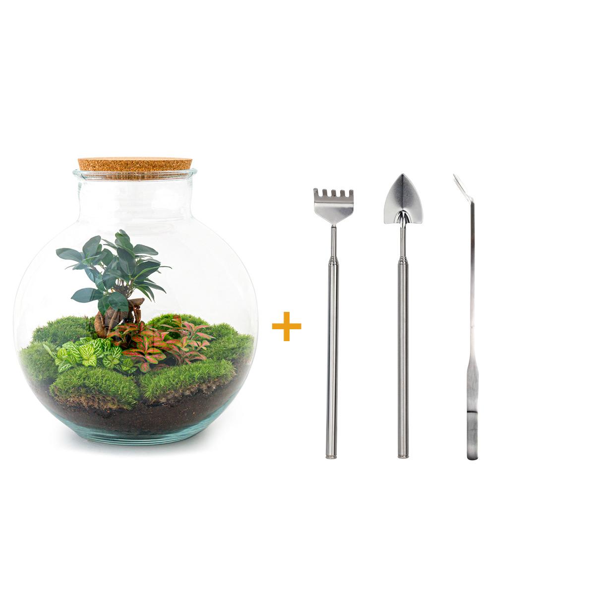 DIY terrarium en pot. Plante verte type DIY terrarium, livrée en pot, idéale pour intérieur lumineux.