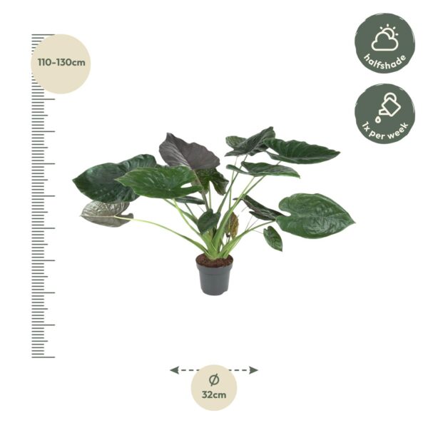 Alocasia Wentii en pot Ø32cm. Plante verte type Alocasia Wentii, livrée en pot, idéale pour intérieur lumineux. – Image 2