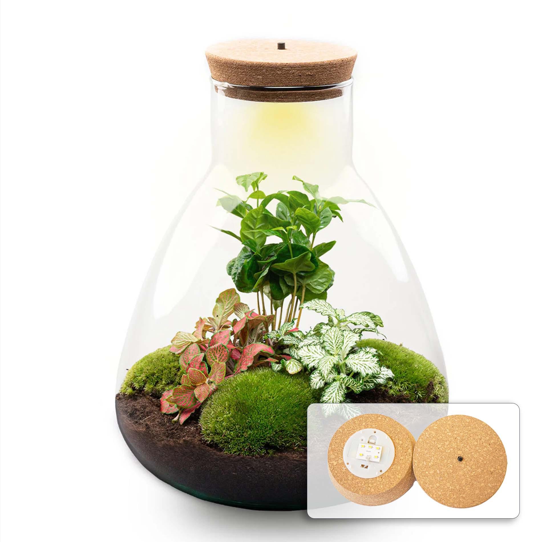 DIY terrarium en pot. Plante verte type DIY terrarium, livrée en pot, idéale pour intérieur lumineux.