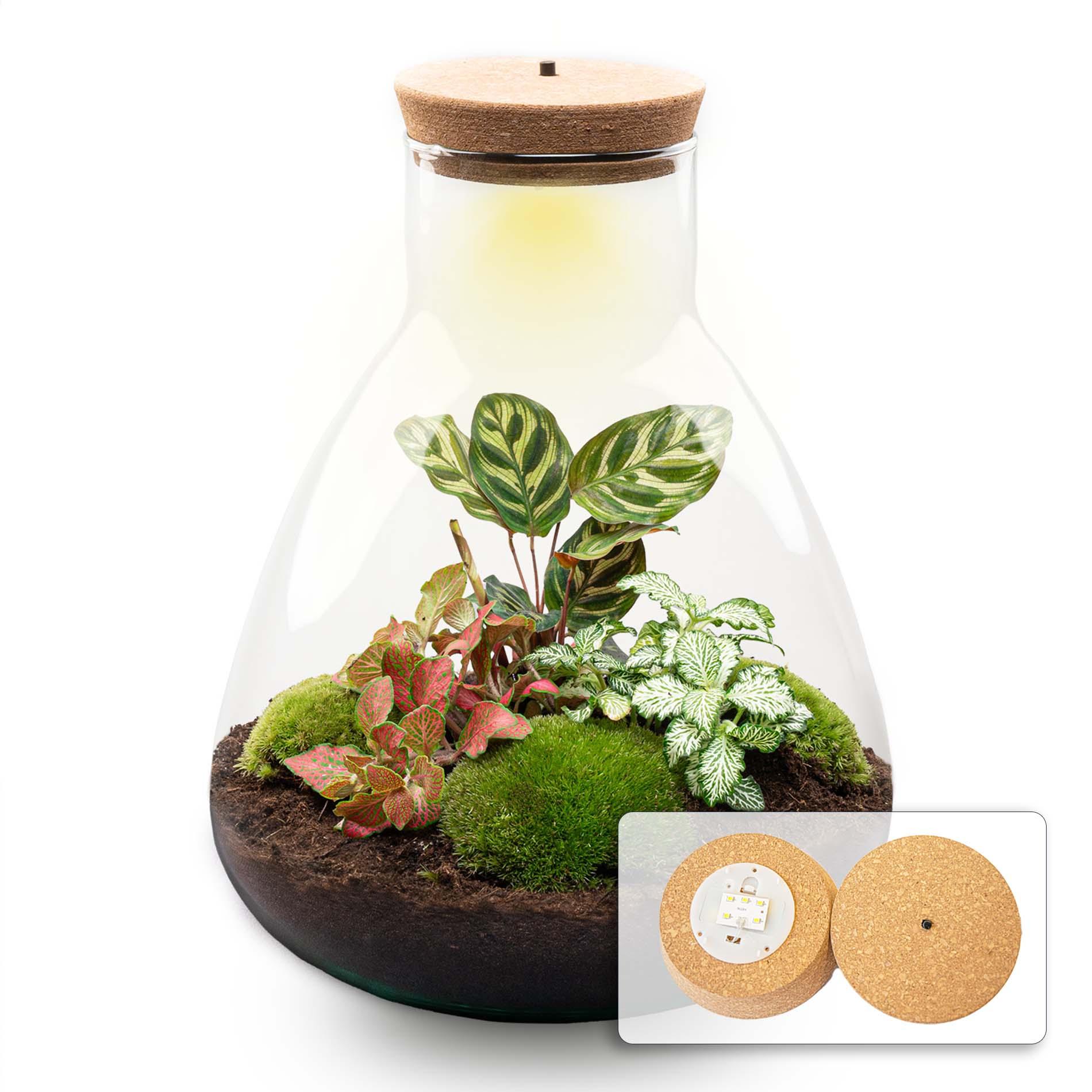 DIY terrarium en pot. Plante verte type DIY terrarium, livrée en pot, idéale pour intérieur lumineux.