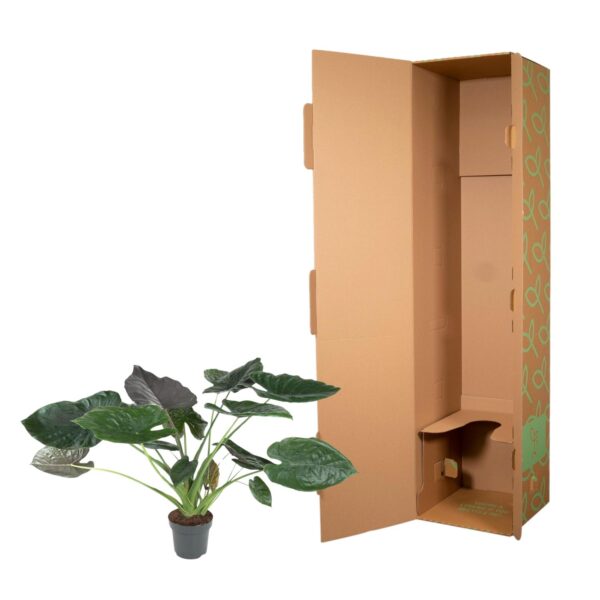 Alocasia Wentii en pot Ø32cm. Plante verte type Alocasia Wentii, livrée en pot, idéale pour intérieur lumineux. – Image 3