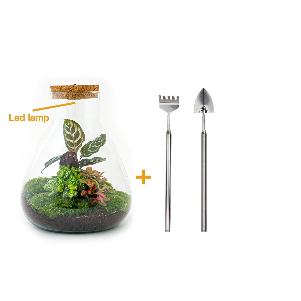 DIY terrarium en pot. Plante verte type DIY terrarium, livrée en pot, idéale pour intérieur lumineux.