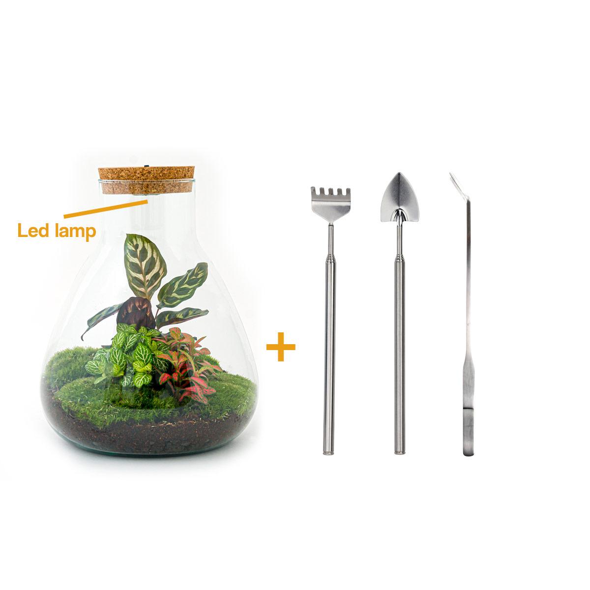 DIY terrarium en pot. Plante verte type DIY terrarium, livrée en pot, idéale pour intérieur lumineux.